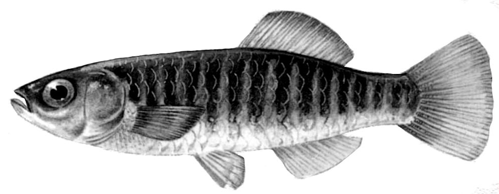 Aphanius fasciatus_01.jpg